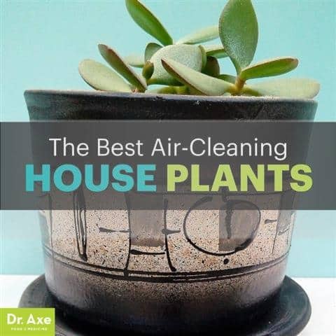 As Melhores plantas de casa que Remover a Poluição 1 Melhores plantas de casa que remover a poluição - Dr. Machado