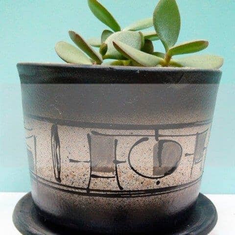 As Melhores plantas de casa que Remover a Poluição 5 Melhores plantas de casa que remover a poluição - Dr. Machado