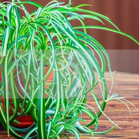 As Melhores plantas de casa que Remover a Poluição 4 Melhores plantas de casa que remover a poluição - Dr. Machado