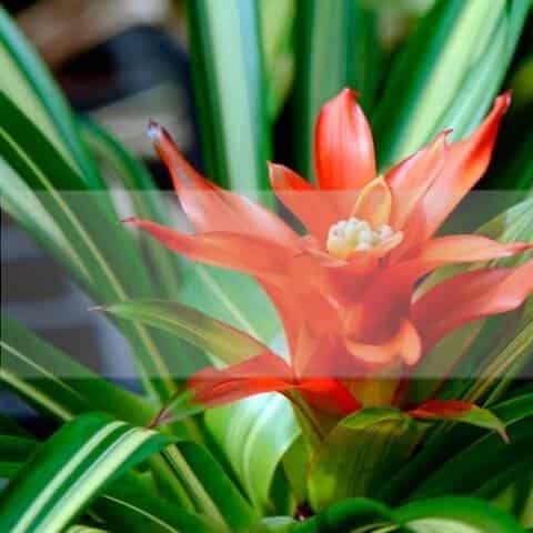 Melhores plantas de casa que remover a poluição - Dr. Machado