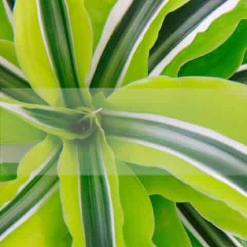 As Melhores plantas de casa que Remover a Poluição 3 Melhores plantas de casa que remover a poluição - Dr. Machado