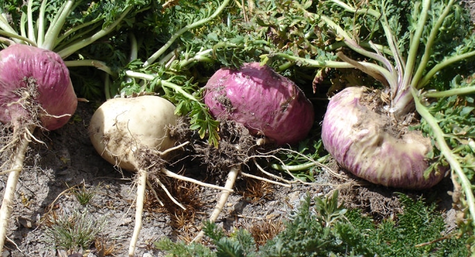 Maca Peruana Vermelha
