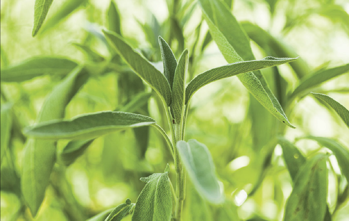 Como cultivar sálvia no jardim de sua casa