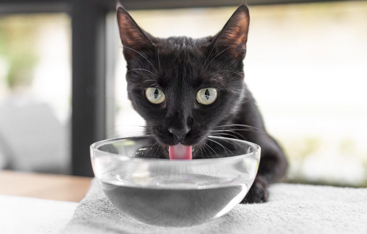 Gato bebendo água