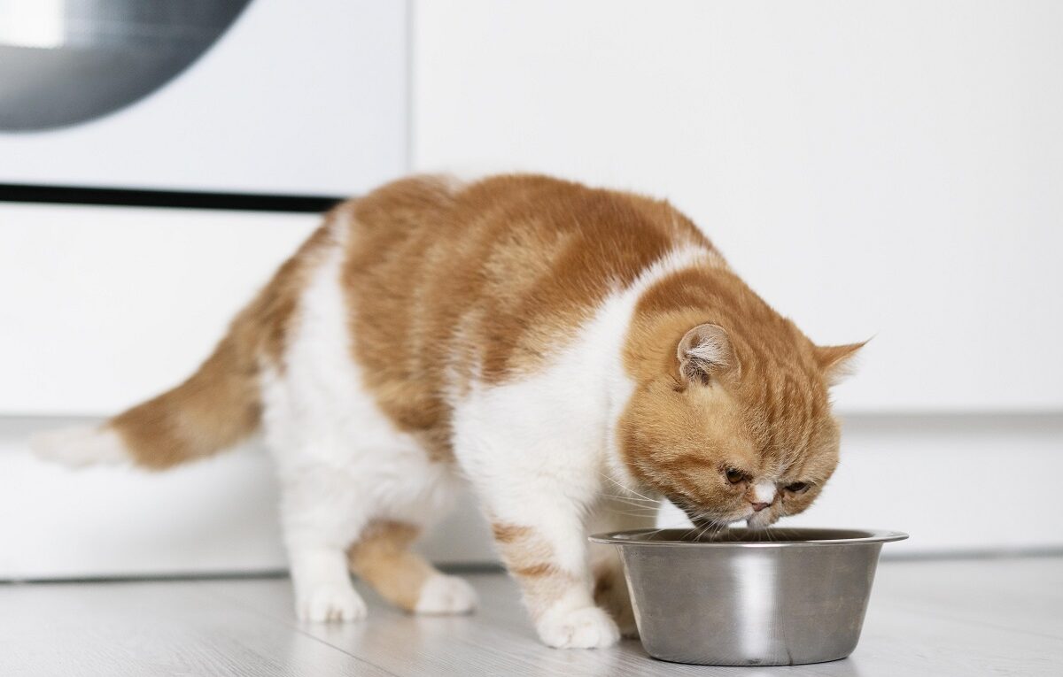 Gato tomando água